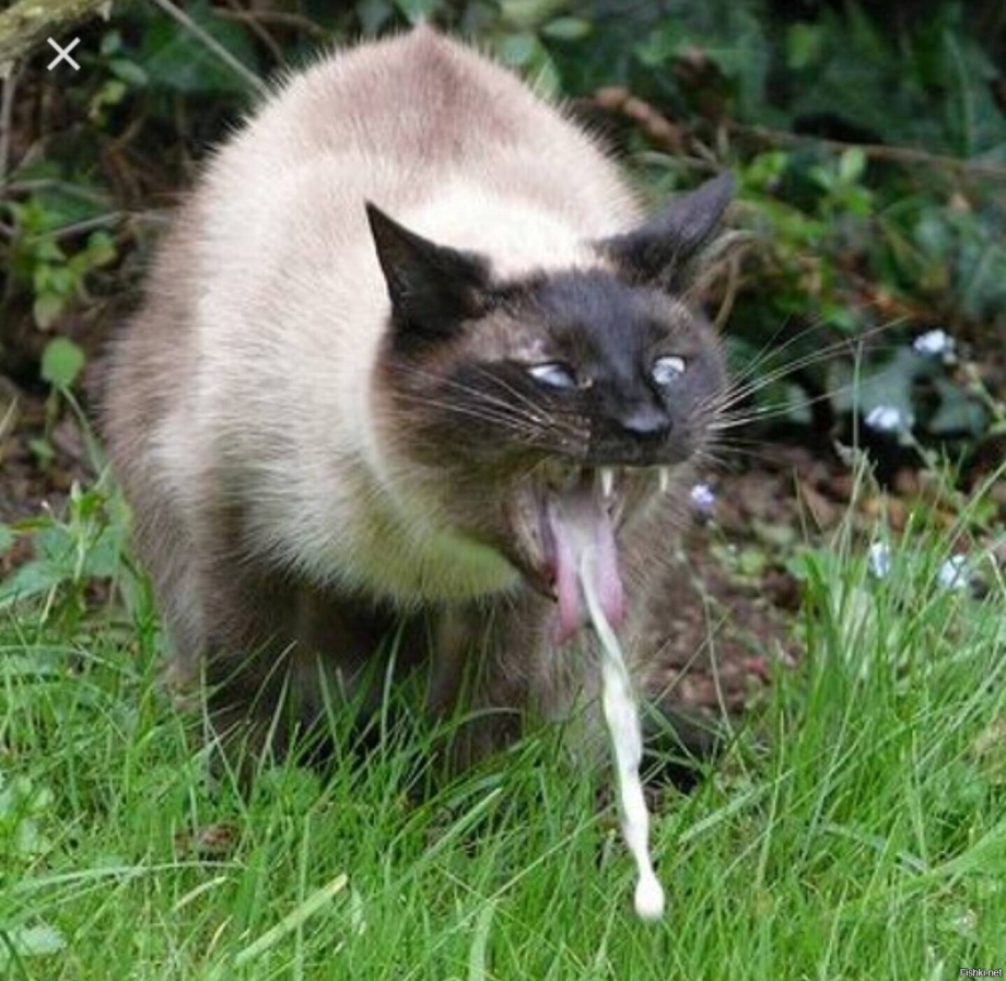 Котик кашляет
