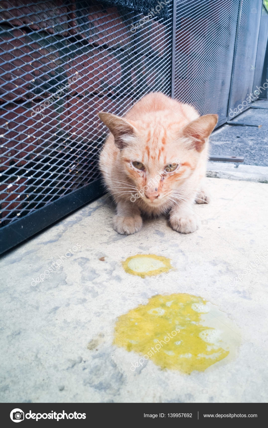 Кошка отхаркивает шерсть