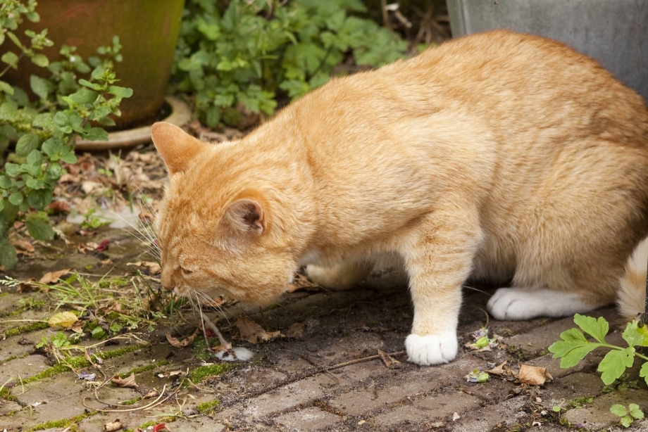 Кота тошнит