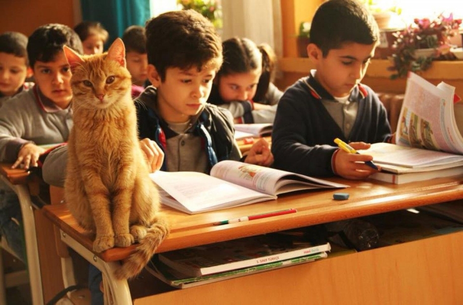 Котята в школе