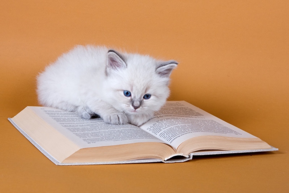Котёнок с учебниками