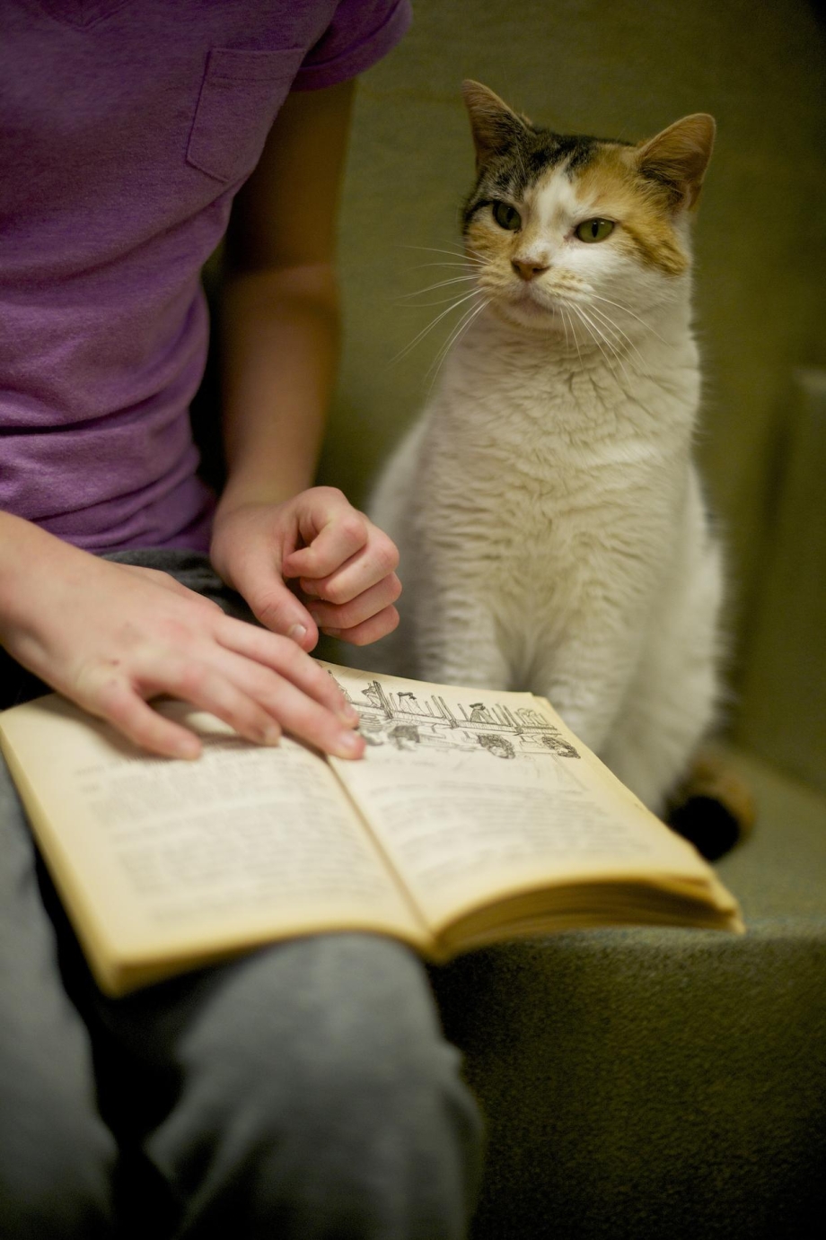 Книги про кошек