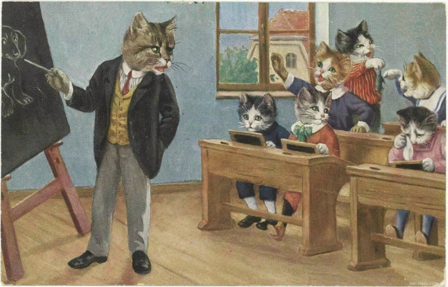 Коты в школе