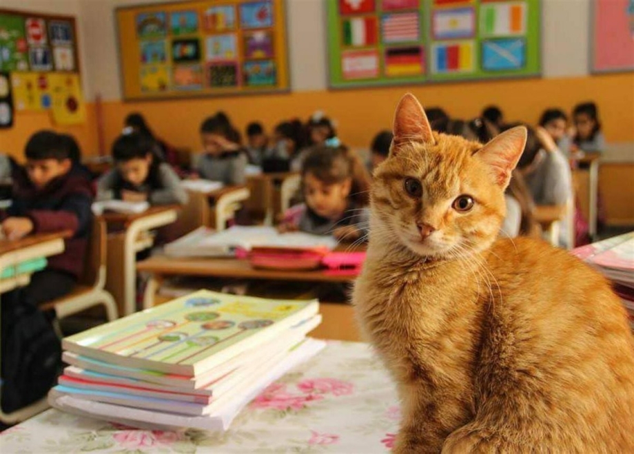 Кошка в школе