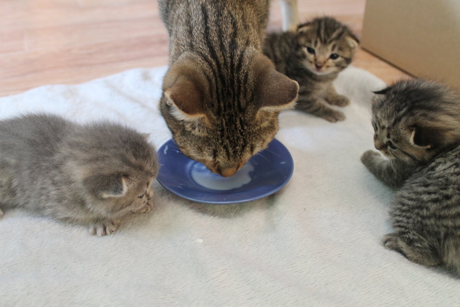 Кошка учит котят умываться
