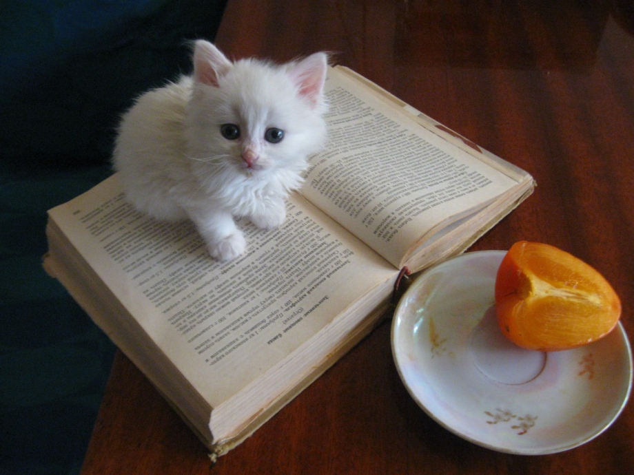 Милые животные с книжкой