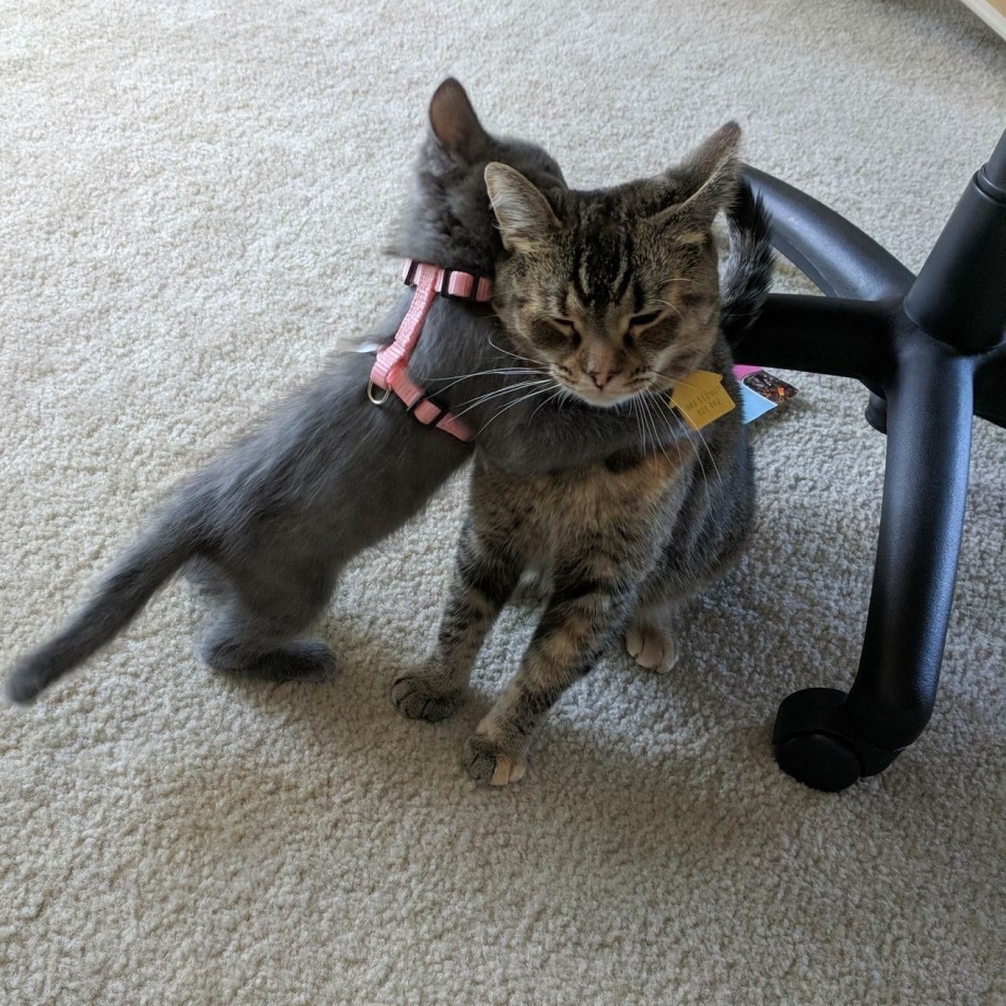 Котенок учится