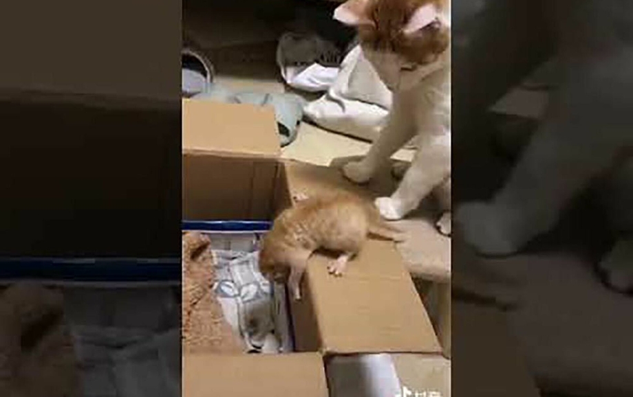 Кот учит котенка