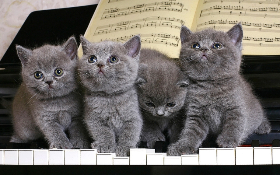7 Котят