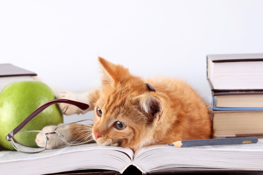 Котик с книжкой