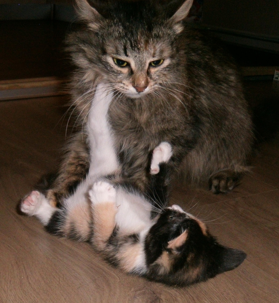 Мама кошка учит котенка