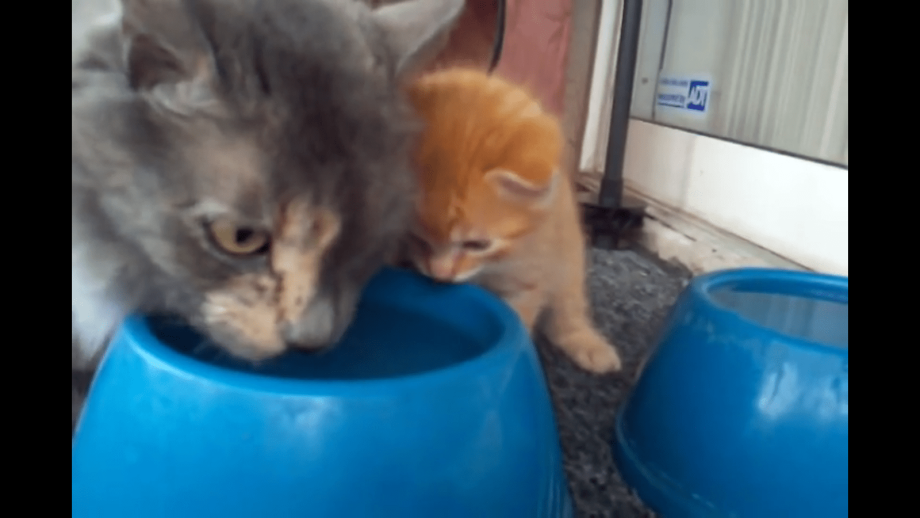 Кошка обучает котят