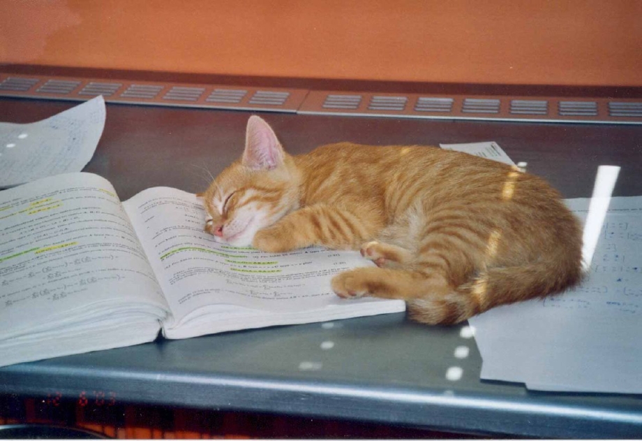 Кот за учебой