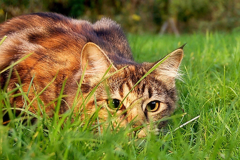 Кошка охотится
