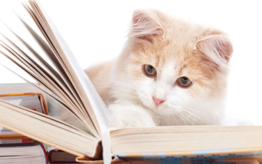 Кот с книжкой