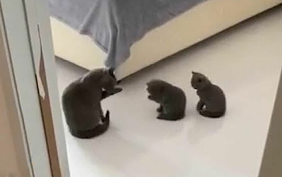 Кошка учит котят