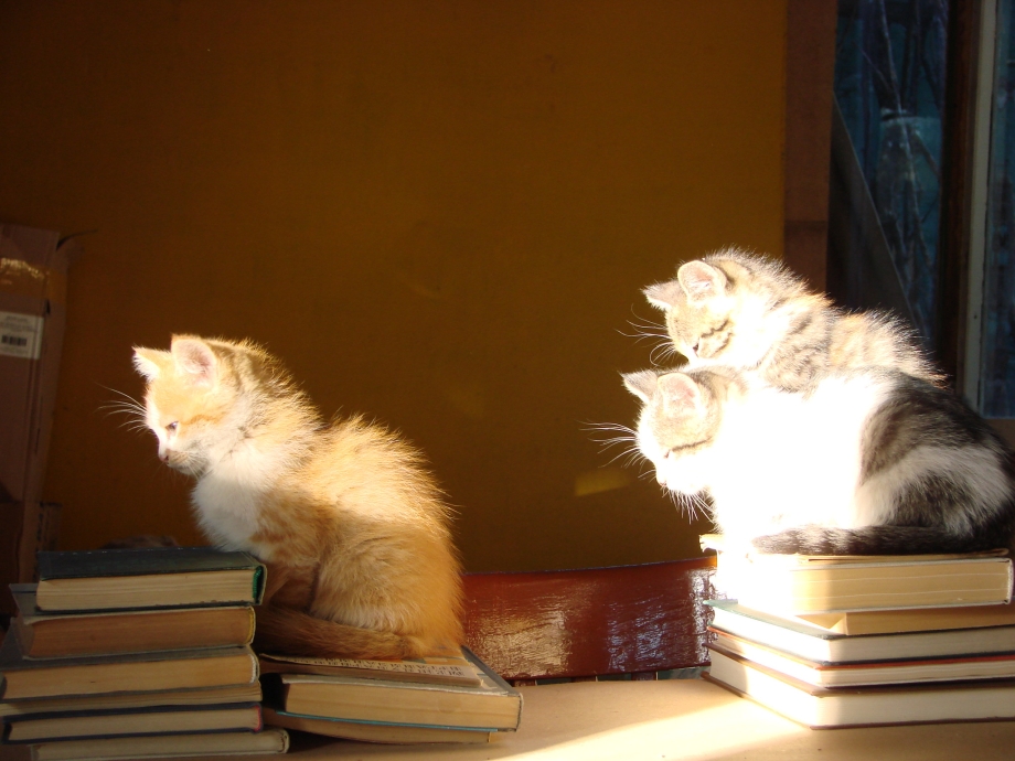 Коты школьники