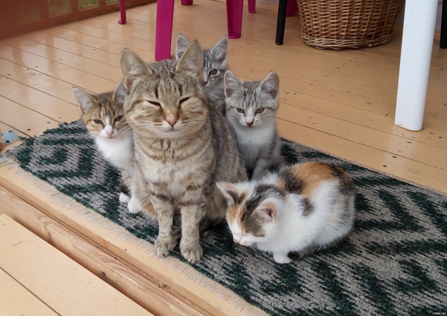 Котята с мамой