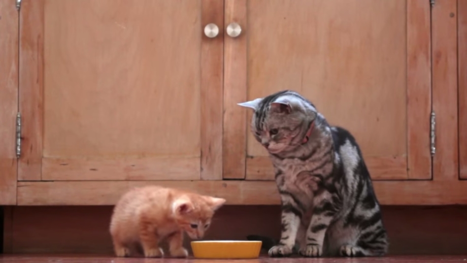 Кошка учит котят