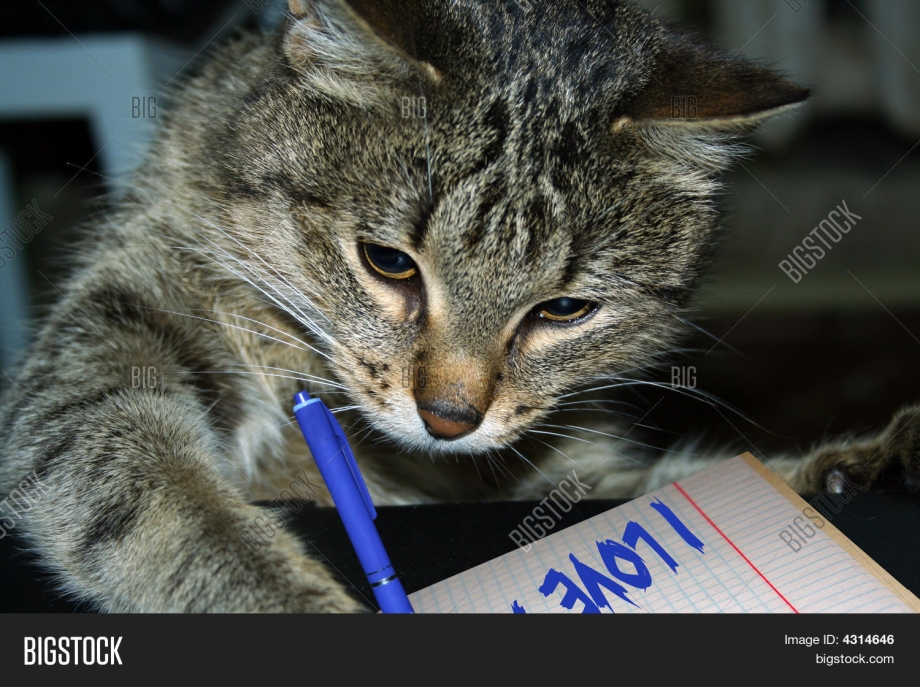 Котенок пишет