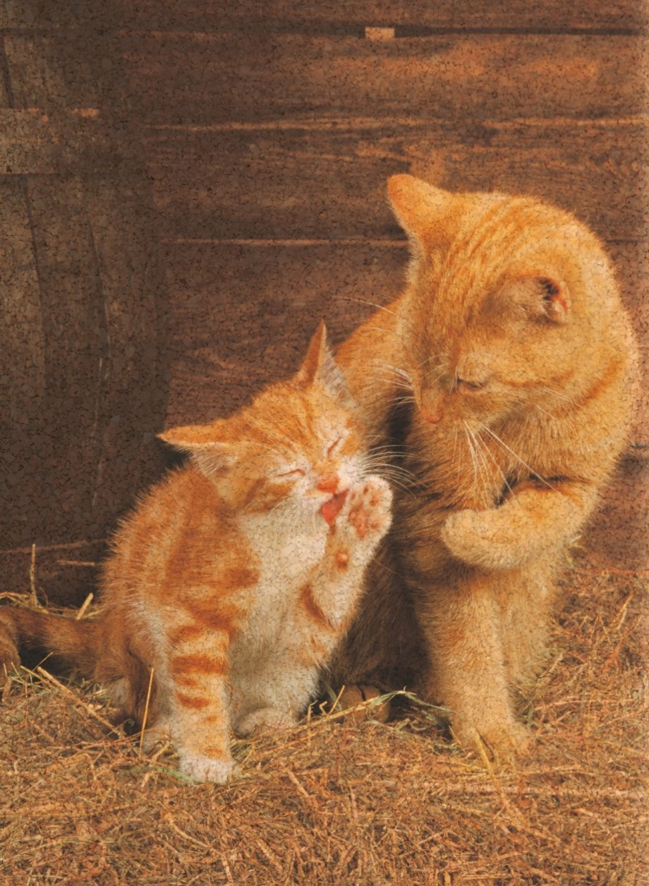 Кошка умывает котенка