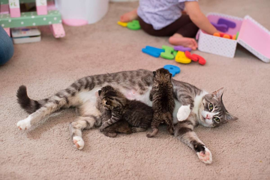 Кошка с маленькими котятами