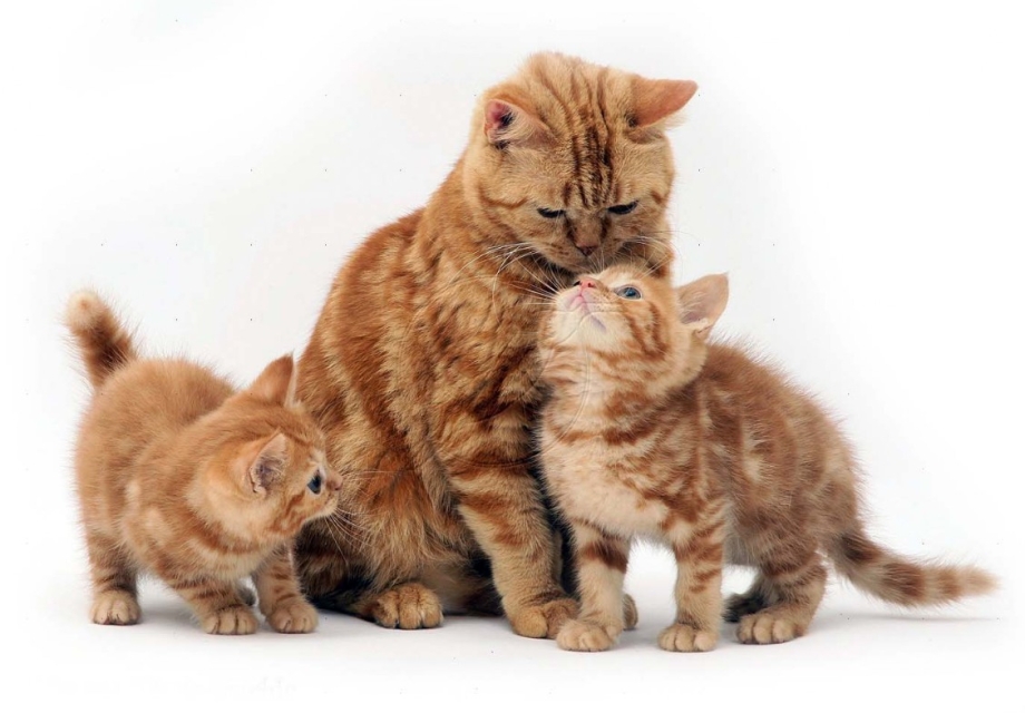 Рыжая кошка с котятами