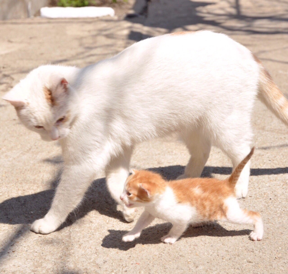 Мама кошка и котенок