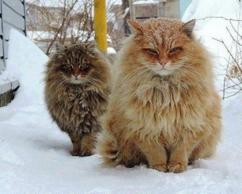 Алла Лебедева Кошляндия