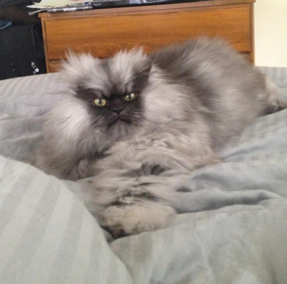 Самый Грозный кот