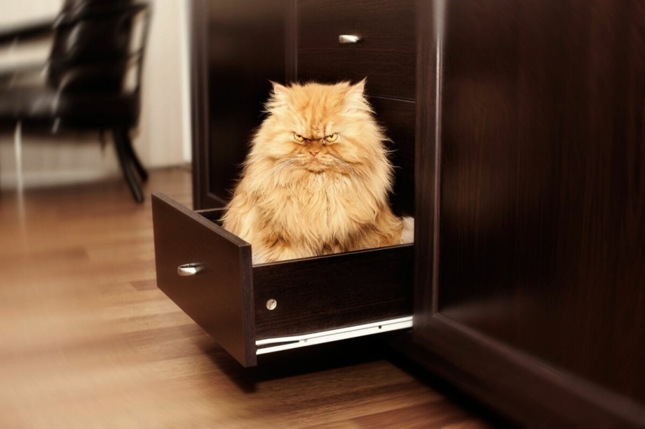 Персидский кот Гарфи