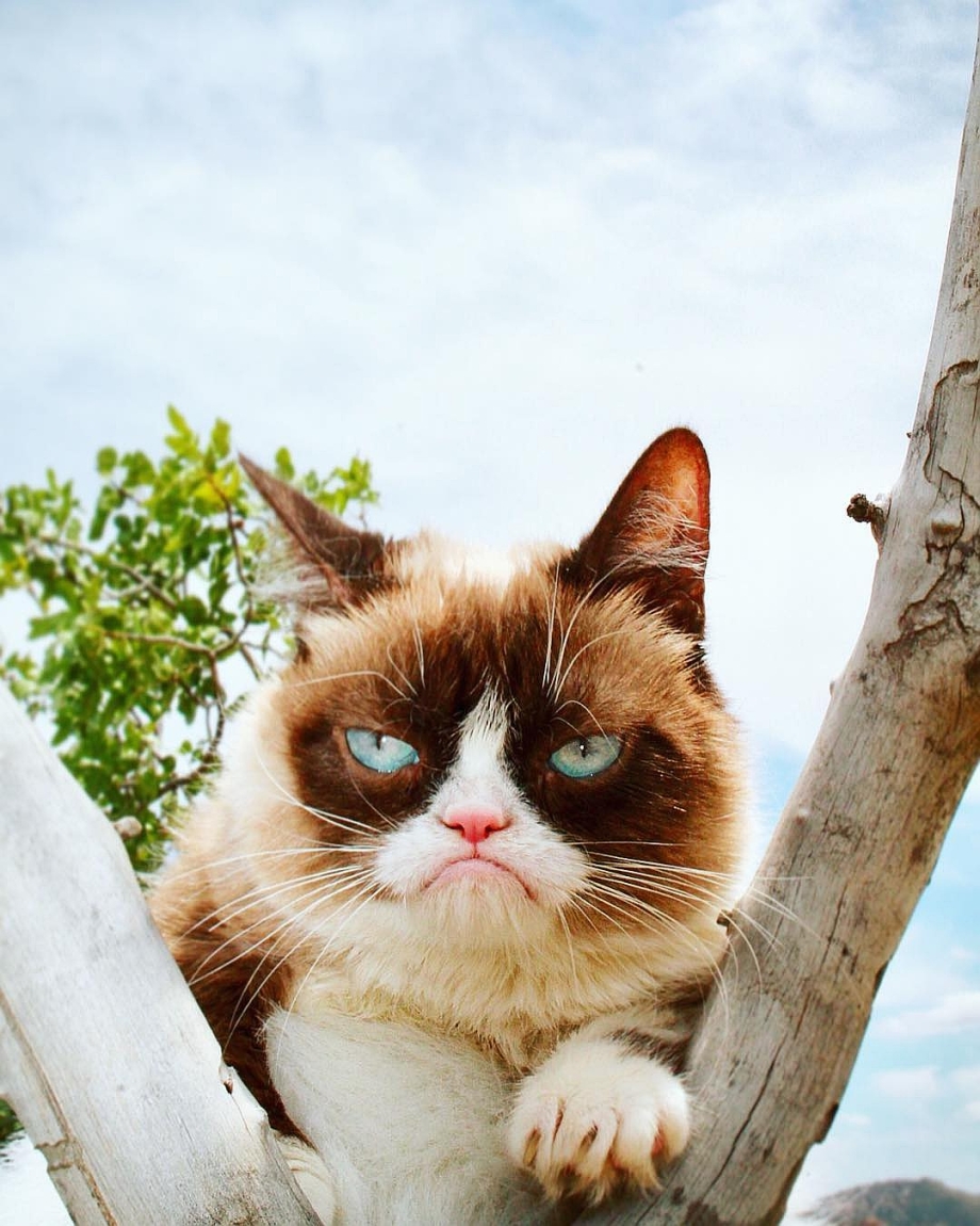 Кот Грампи Grumpy Кэт