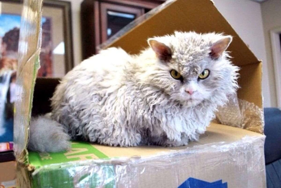 Кот Альберт порода