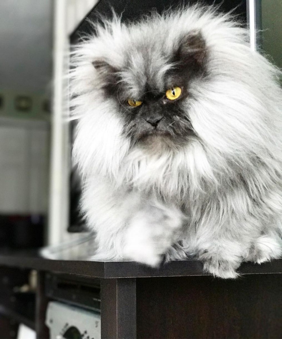 Хмурый кот Джуно