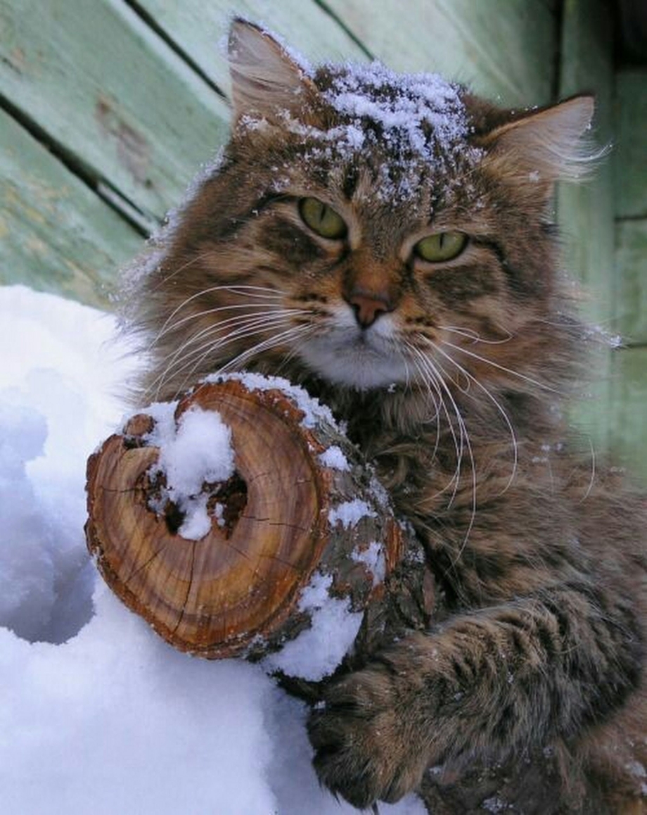 Сибирская кошка зимой