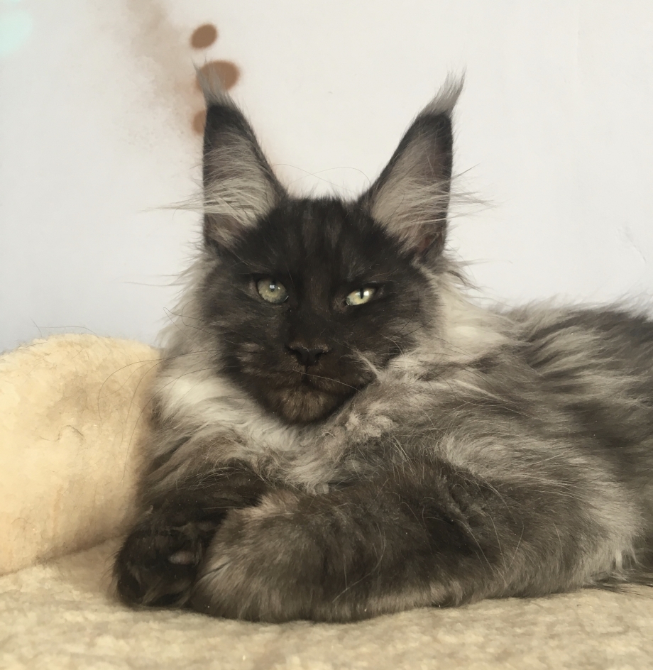 Котёнок Мейн-куна чёрный дым
