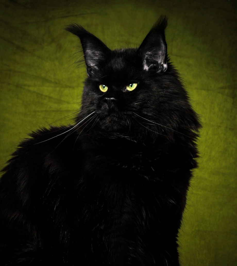Мейн кун Black Smoke