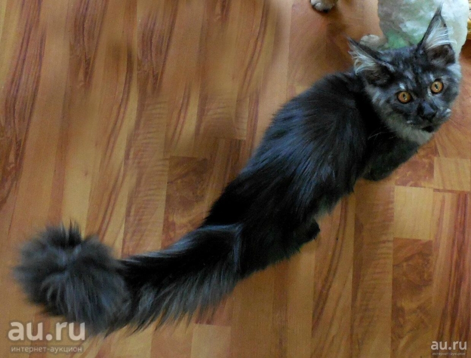 Мейн кун черный дым котенок