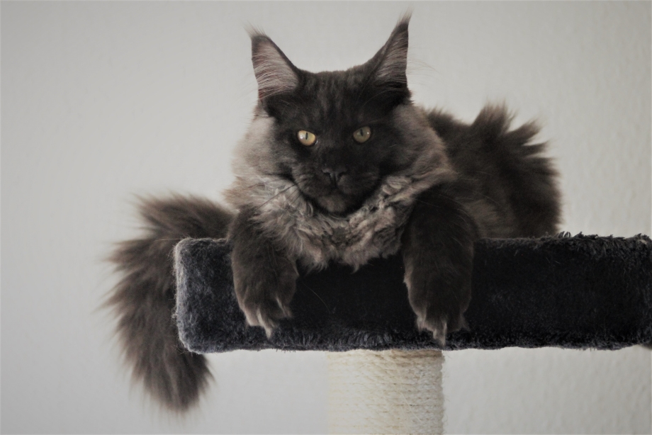 Maine Coon f30038 отзывы