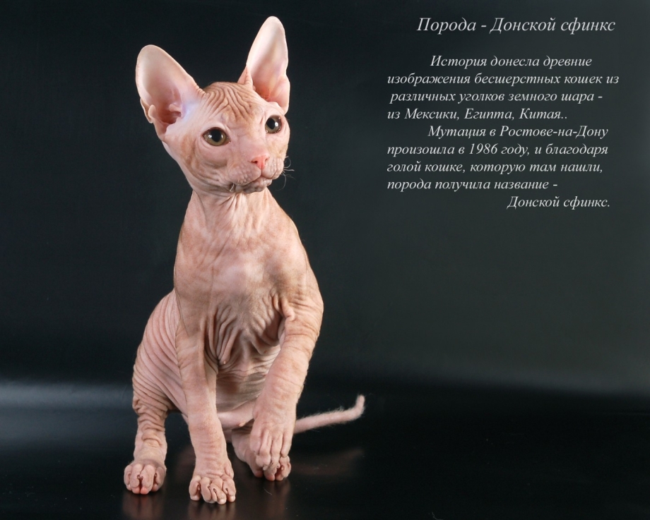Донской сфинкс кошка