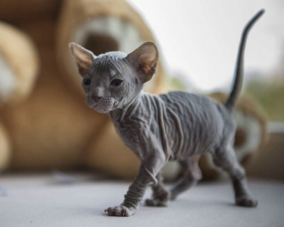 Сфинкс кошки воспитание
