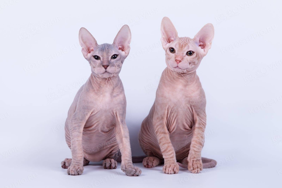 Донской сфинкс кошка