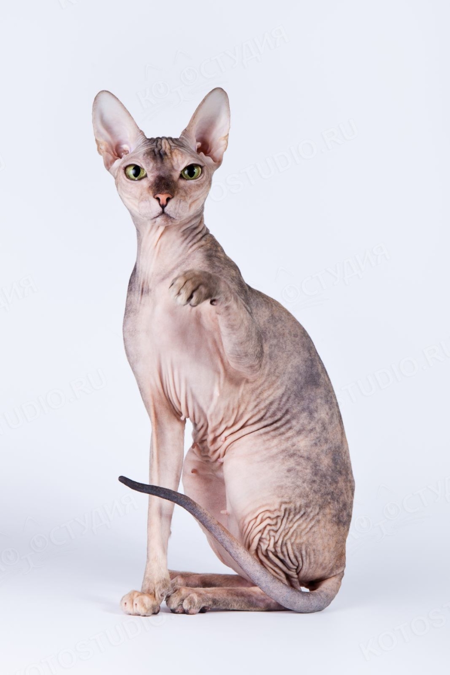 Донской сфинкс кошка