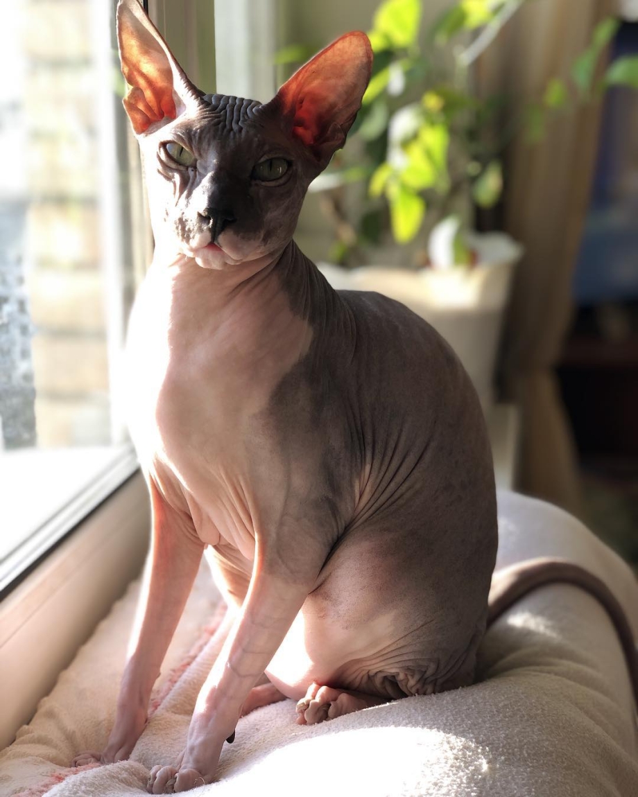 Донской сфинкс кошка