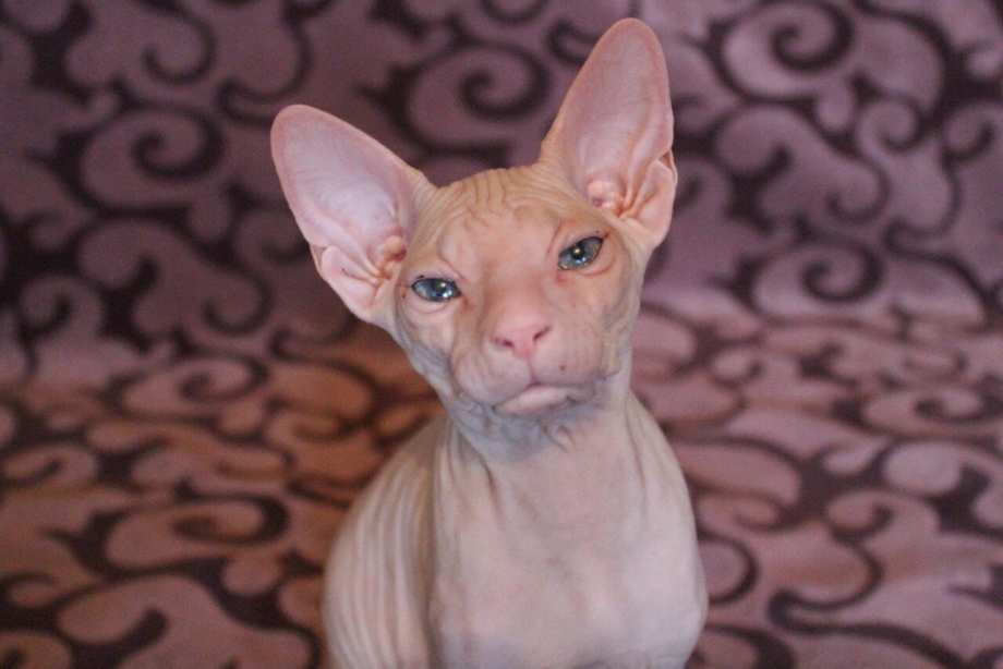 Кот Донской сфинкс