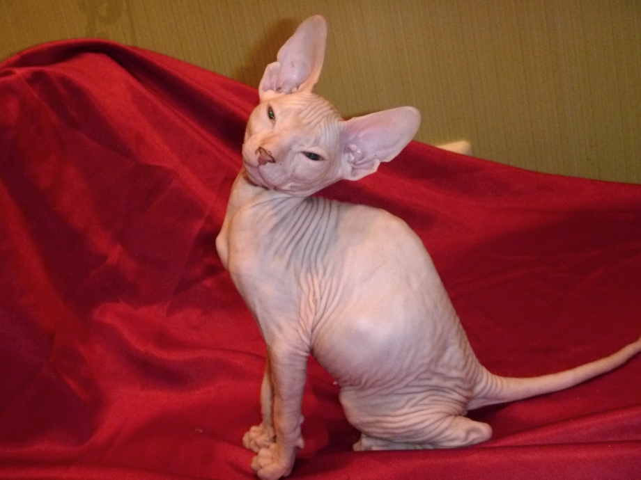 Донской сфинкс кошка