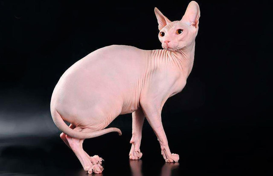 Донской сфинкс кошка