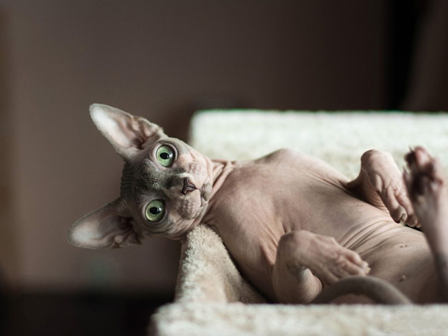 Сфинкс кот