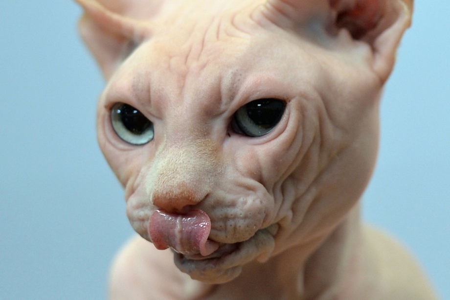 Китайский сфинкс кошка