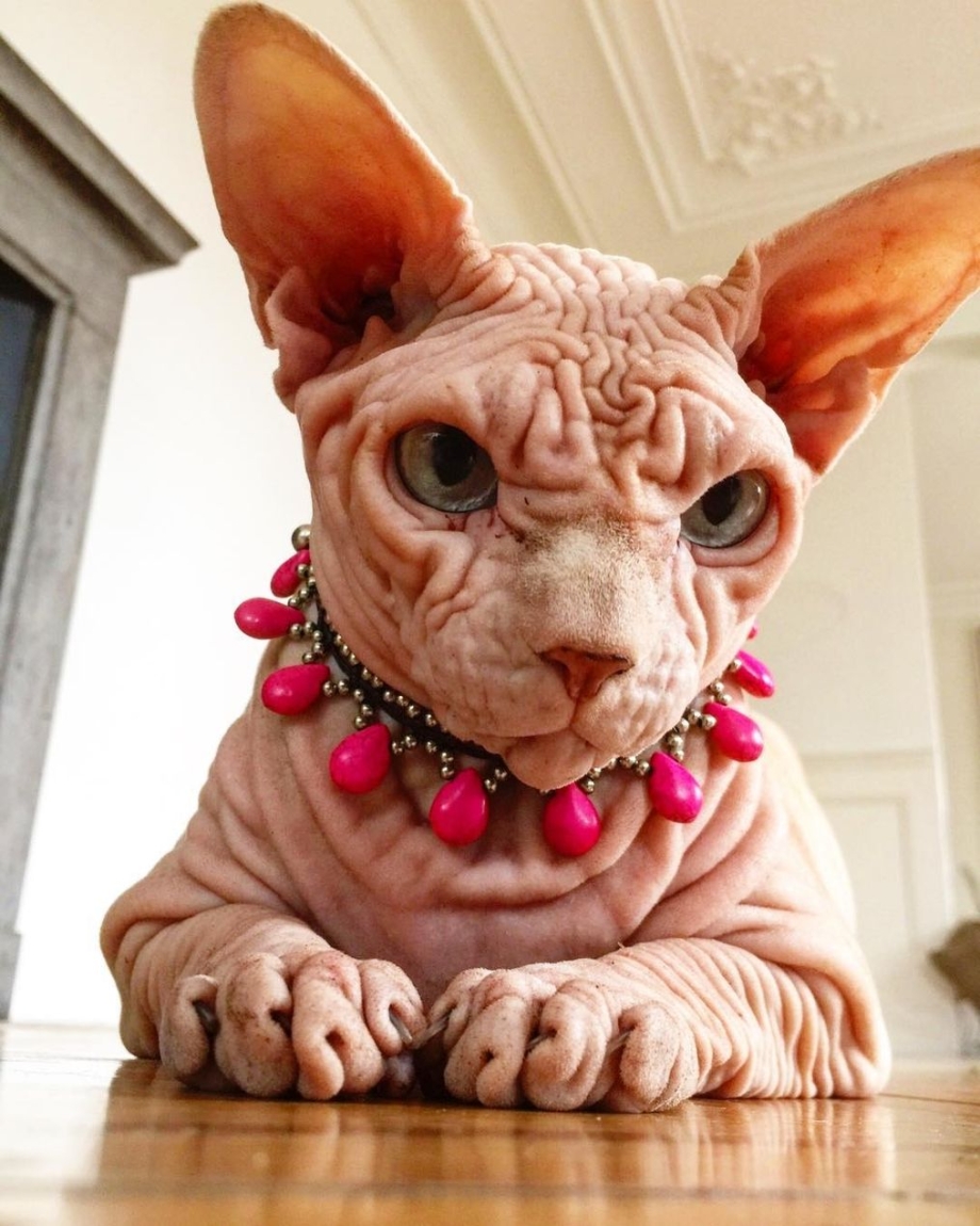 Сфинкс кот